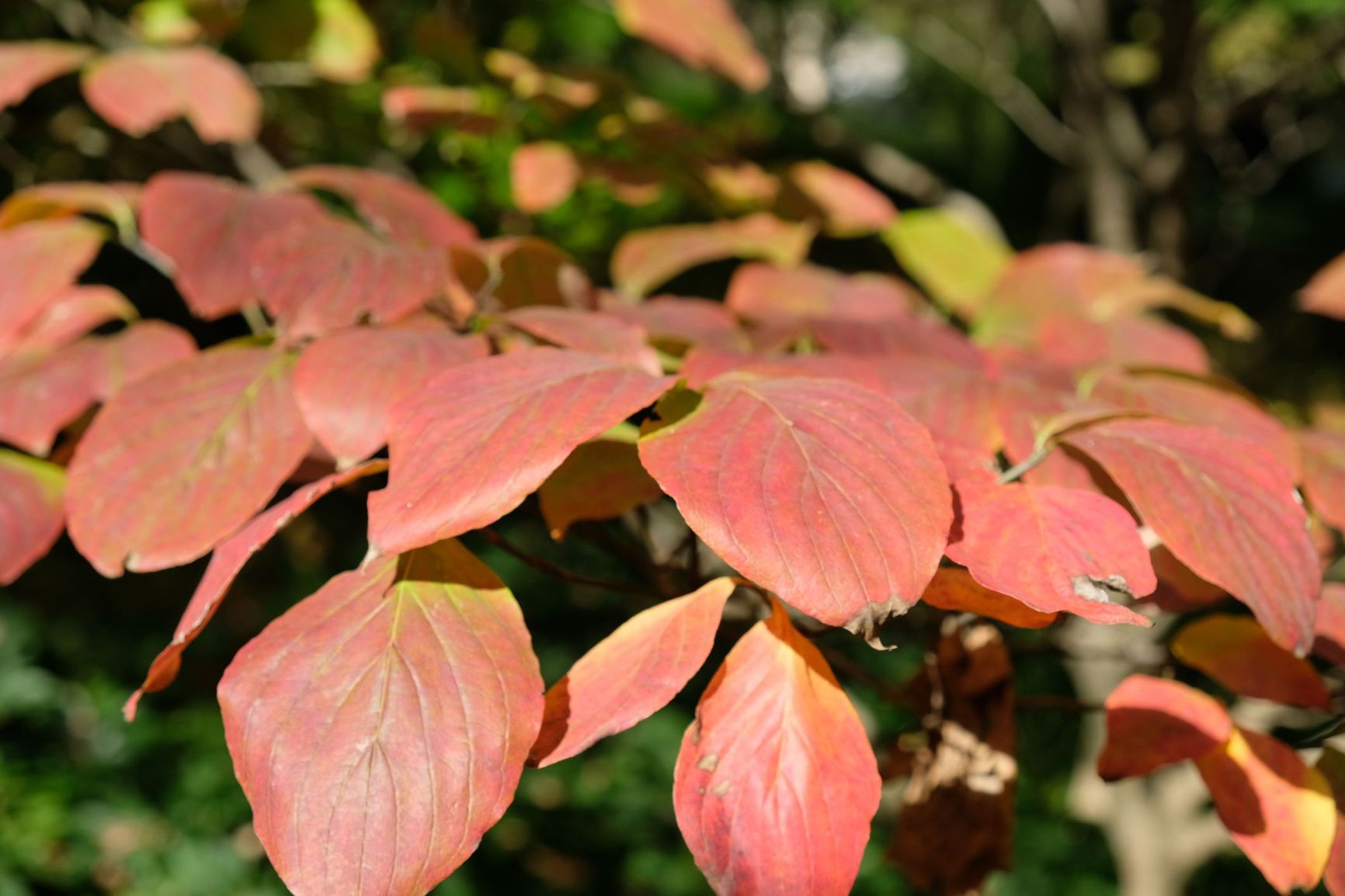 Cornus florida 'Appalachian Spring'