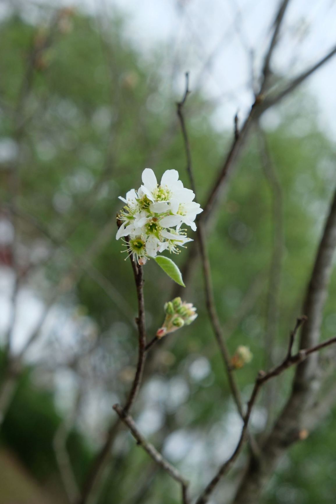 Amelanchier × grandiflora 'Autumn Brilliance'