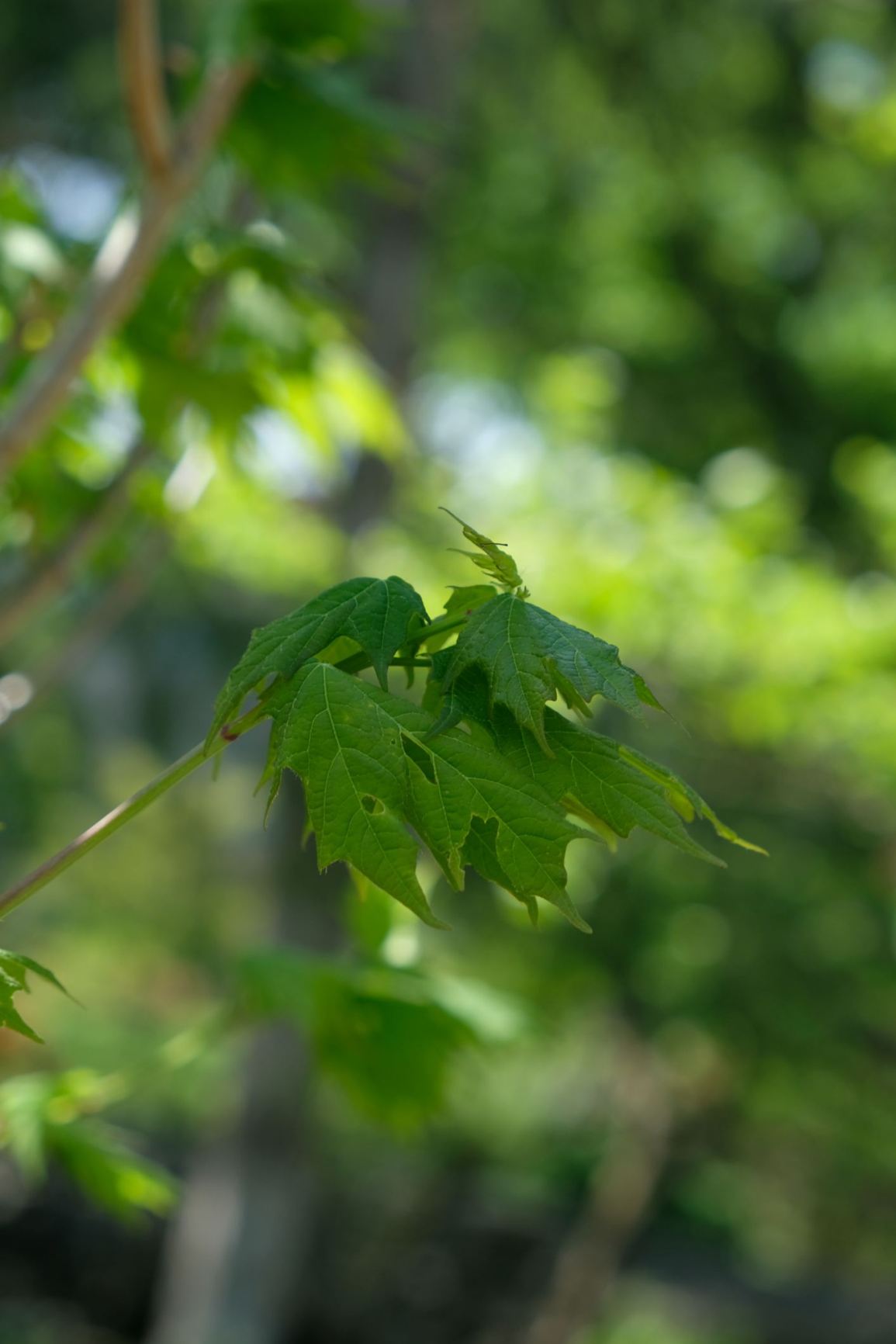 Acer saccharum 'jfs-caddo2’ FLASHFIRE®