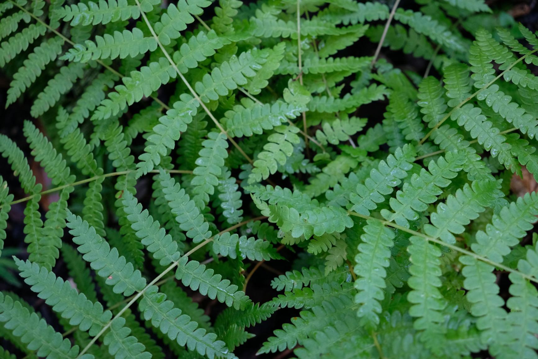 Athyrium filix-femina var. angustum 'Lady in Red'