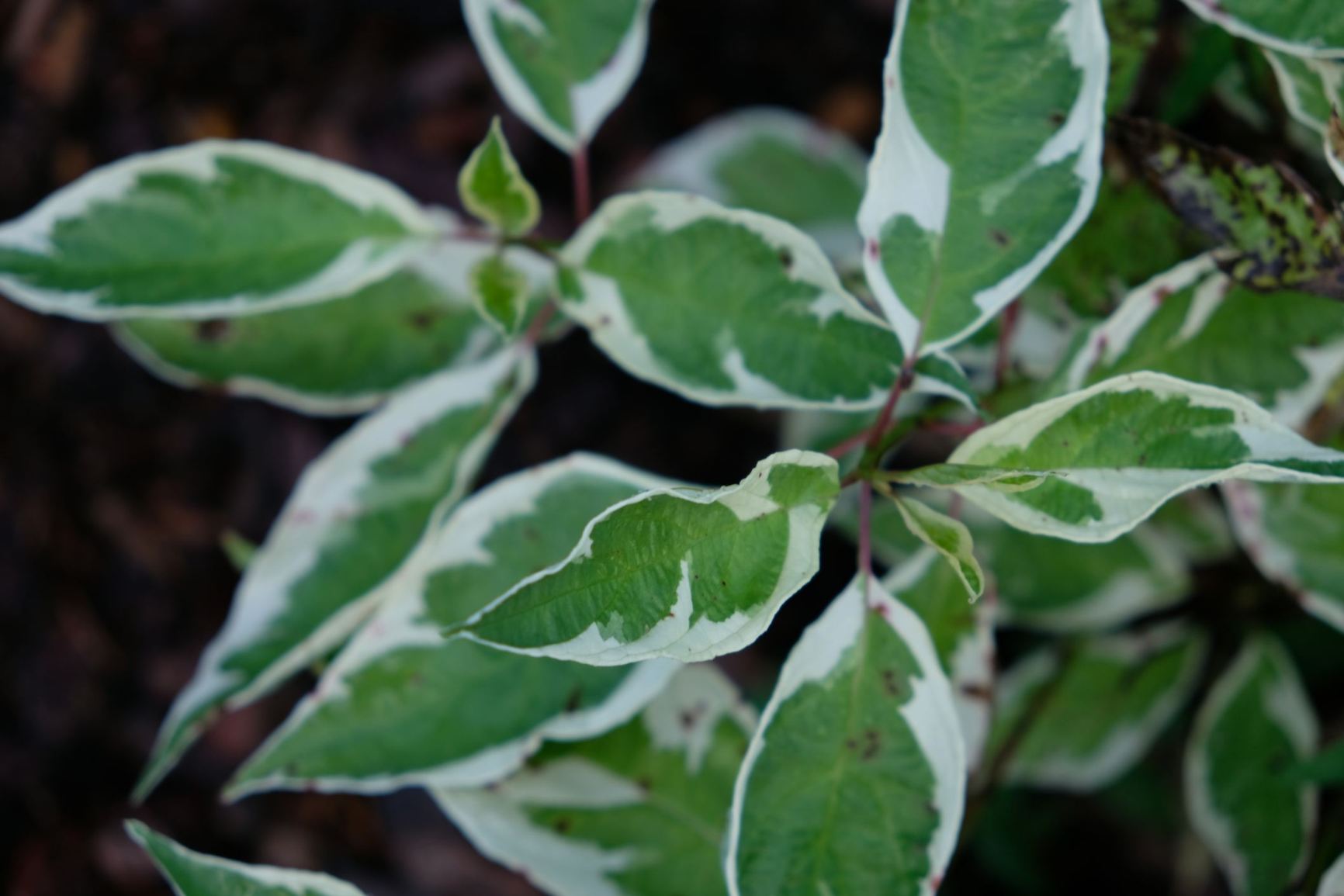 Cornus alba 'Bailhalo' Ivory Halo®
