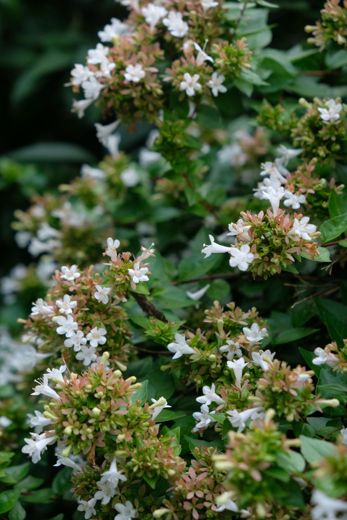 Abelia 'Rose Creek'